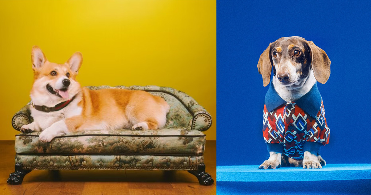 Gucci takes pampered pooch to a whole new level with P400k dog bed